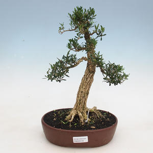 Pokojová bonsai - Buxus harlandii - korkový buxus