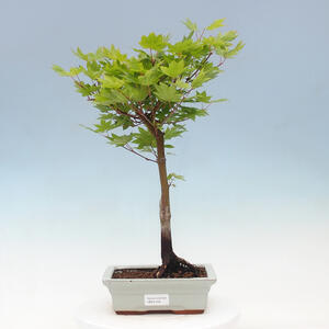 Venkovní bonsai - Javor dlanitolistý oranžový - Acer palmatum KATSURA