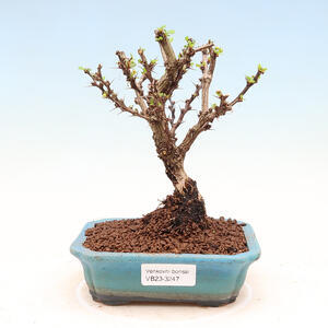 Venkovní bonsai - Berberis thunbergii Kobold - Dřištál Thunbergův