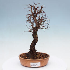 Venkovní bonsai - Zelkova - Zelkova NIRE