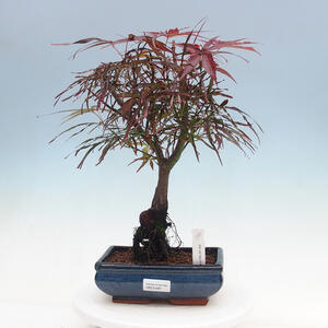 Venkovní bonsai - Javor dlanitolistý - Acer palmatum RED PYGMY