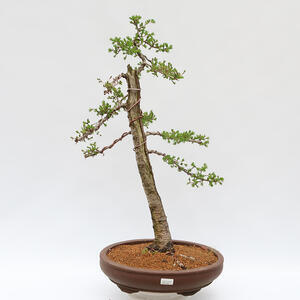 Venkovní bonsai - Larix decidua - Modřín opadavý - POUZE PALETOVÁ PŘEPRAVA