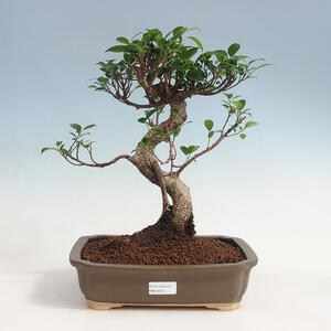 Pokojová bonsai - Ficus kimmen -  malolistý fíkus