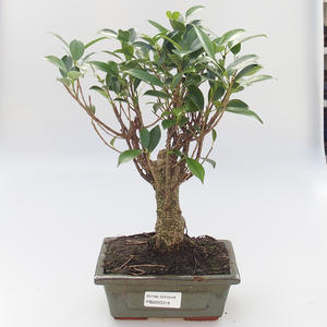 Keramická bonsai miska 18 x 14 x 5 cm, barva hnědobéžová