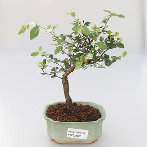 Keramická bonsai miska 18 x 14 x 5 cm, barva hnědomodrá