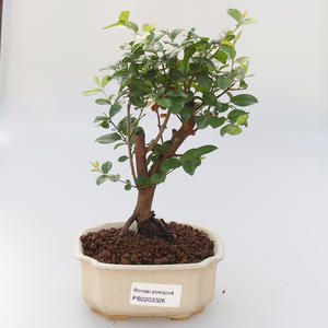 Keramická bonsai miska 16 x 13,5 x 3,5 cm, barva černomodrá