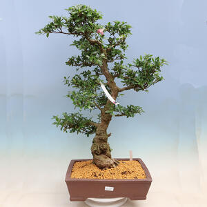 Venkovní bonsai - Japonská azalka SATSUKI- Azalea BYAKUREN