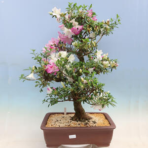 Venkovní bonsai - Japonská azalka SATSUKI- Azalea MOEKA