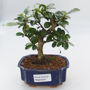 Keramická bonsai miska 15,5 x 12 x 5,5 cm, barva hnědá