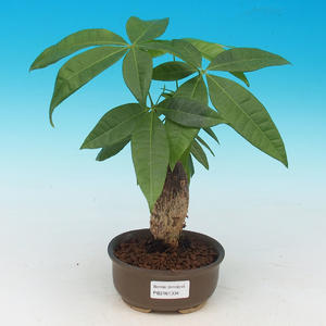 pokojová bonsai - Pachira vodní