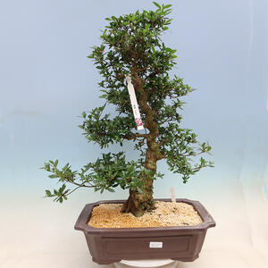 Venkovní bonsai - Japonská azalka SATSUKI- Azalea SUIREN