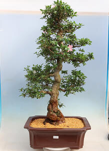 Venkovní bonsai - Japonská azalka SATSUKI- Azalea BEYAKUREN