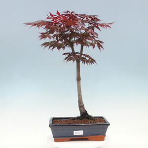 Venkovní bonsai - Javor dlanitolistý - Acer palmatum TROUTENBURG