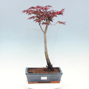 Venkovní bonsai - Javor dlanitolistý - Acer palmatum TROUTENBURG