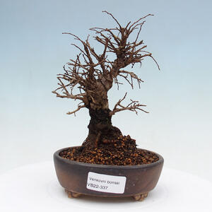 Venkovní bonsai - Zelkova - Zelkova NIRE