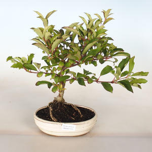 Venkovní bonsai-Kalina obecná-Viburum opulus