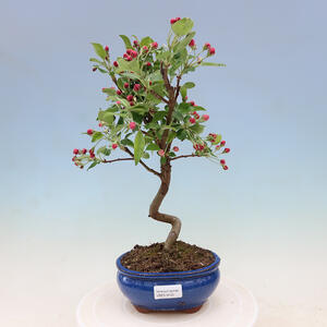 Keramická bonsai miska 15 x 11 x 5,5 cm, barva hnědozelená