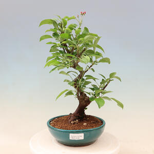 Keramická bonsai miska 13,5 x 13,5 x 4,5 cm, barva  hnědomodrá