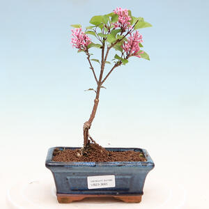 Venkovní bonsai - Syringa Meyeri Palibin - Šeřík Meyerův