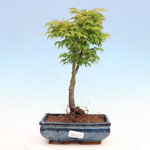 Venkovní bonsai - Acer palmatum SHISHIGASHIRA- Javor malolistý