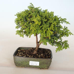 Venkovní bonsai - Cham.golden Cush. - Cypřišek