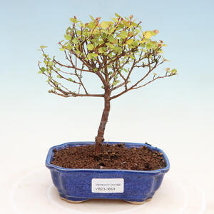 Venkovní bonsai - bříza trpasličí - Betula NANA Treasure