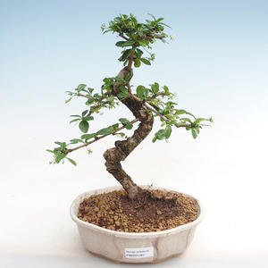Pokojová bonsai - Carmona macrophylla - Čaj fuki PB2201367
