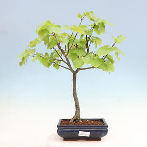 Venkovní bonsai - Tilia cordata - Lípa srdčitá