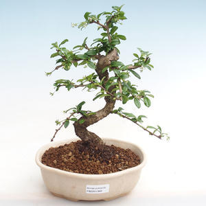 Pokojová bonsai - Carmona macrophylla - Čaj fuki PB2201368