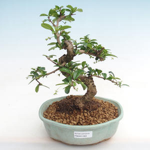 Pokojová bonsai - Carmona macrophylla - Čaj fuki PB2201369