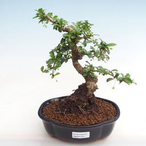 Pokojová bonsai - Carmona macrophylla - Čaj fuki PB2201370