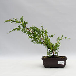 Venkovní bonsai - Juniperus chinensis ITOIGAWA -Jalovec čínský