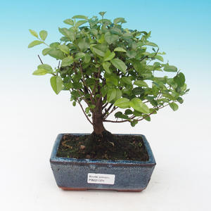 Venkovní bonsai-Malus halliana-Maloplodá jabloň