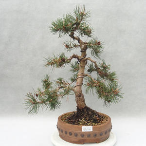 Venkovní bonsai - Pinus mugo   - Borovice kleč