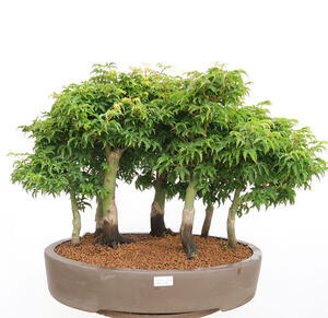 Venkovní bonsai - Acer palmatum SHISHIGASHIRA- Javor malolistý-lesík