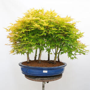Venkovní bonsai - Acer palmatum Aureum - Javor dlanitolistý zlatý-lesík