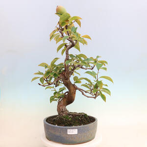 Venkovní  bonsai -  Pseudocydonia sinensis - Kdouloň čínská
