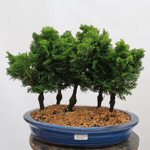Venkovní bonsai - Cham.pis obtusa Nana Gracilis - Cypřišek-lesík