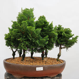 Venkovní bonsai - Cham.pis obtusa Nana Gracilis - Cypřišek-lesík