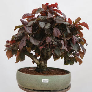 Venkovní bonsai - Corylus Avellana Red Majestic - Líska obecná