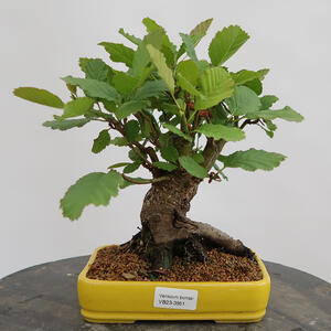 Venkovní bonsai - Olše lepkavá - Alnus glutinosa
