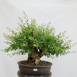 Venkovní bonsai - Ligustrum vulgare - Ptačí zob