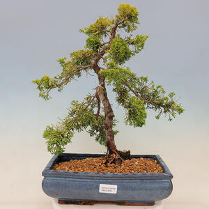 Venkovní bonsai - Juniperus chinensis plumosa aurea - Jalovec čínský zlatý