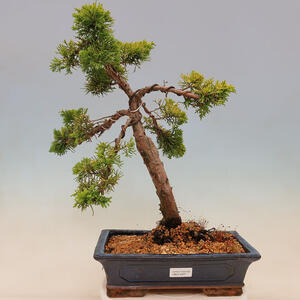 Venkovní bonsai - Juniperus chinensis plumosa aurea - Jalovec čínský zlatý