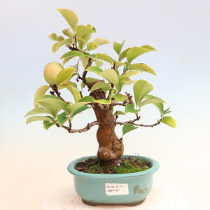 Venkovní  bonsai -  Pseudocydonia sinensis - Kdouloň čínská