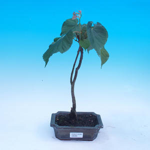 Venkovní bonsai-Cotoneaster-Skalník