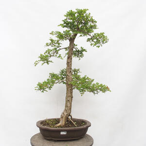 Venkovní bonsai - Hloh - Crataegus monogyna