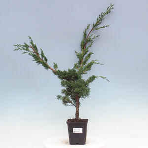 Venkovní bonsai - Juniperus chinensis Kishu -Jalovec čínský
