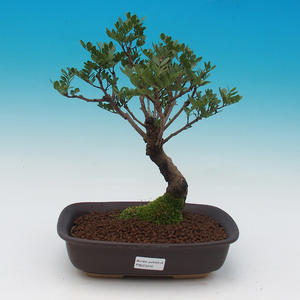 Pokojová bonsai-Pistácie