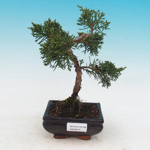 Venkovní bonsai-Juniperus chinenssis-Jalovec čínský